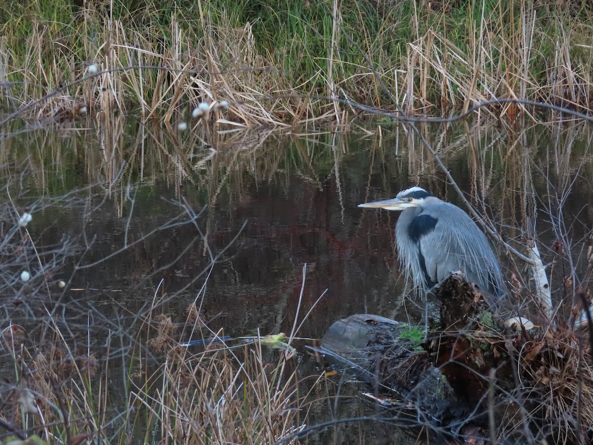 Great Blue Heron - ML627886847