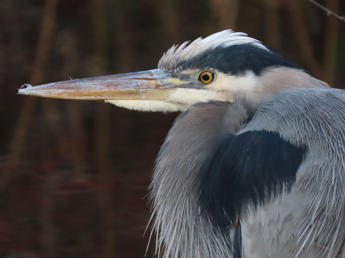 Great Blue Heron - ML627886848