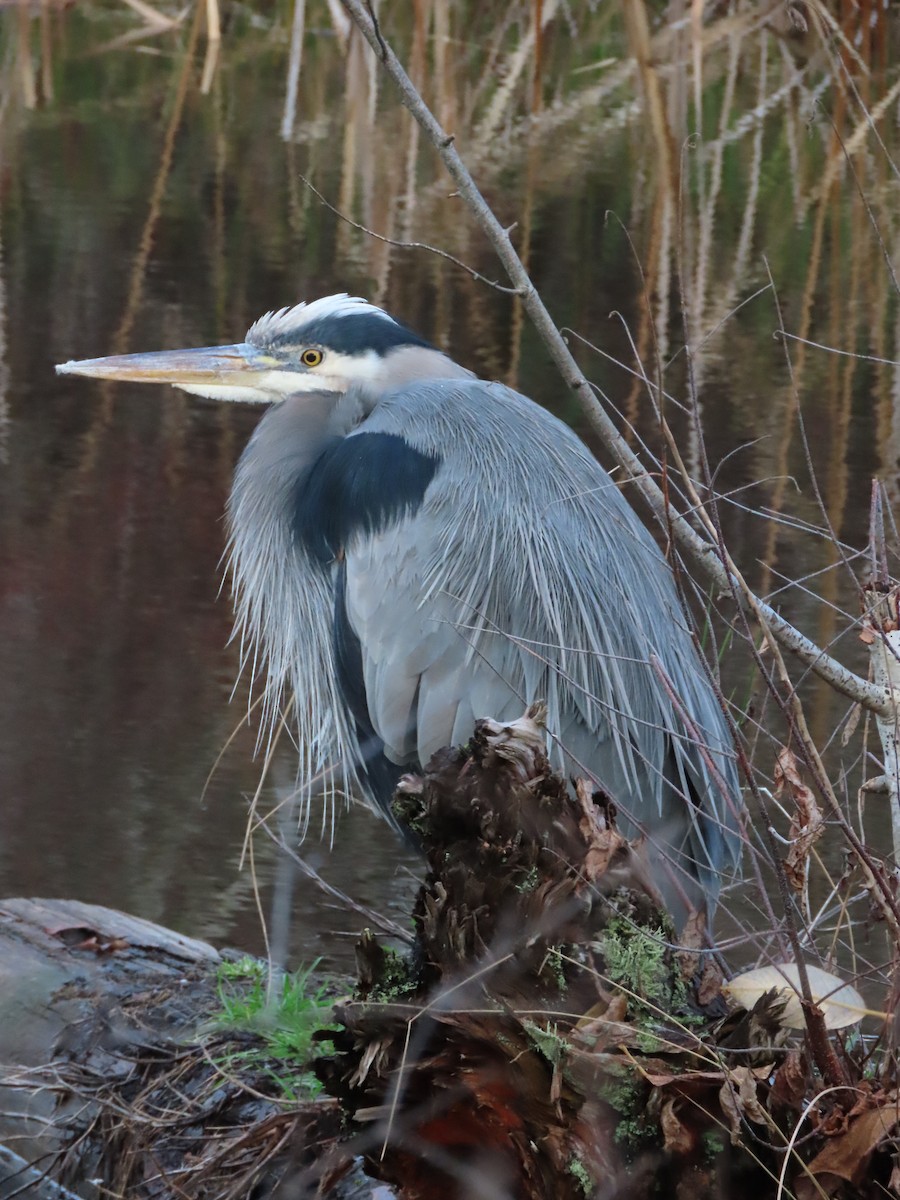 Great Blue Heron - ML627886849