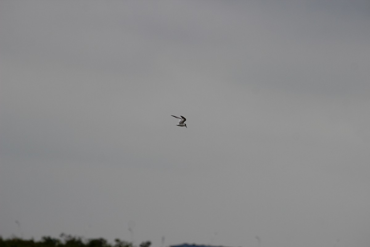 Whiskered Tern - ML627886902