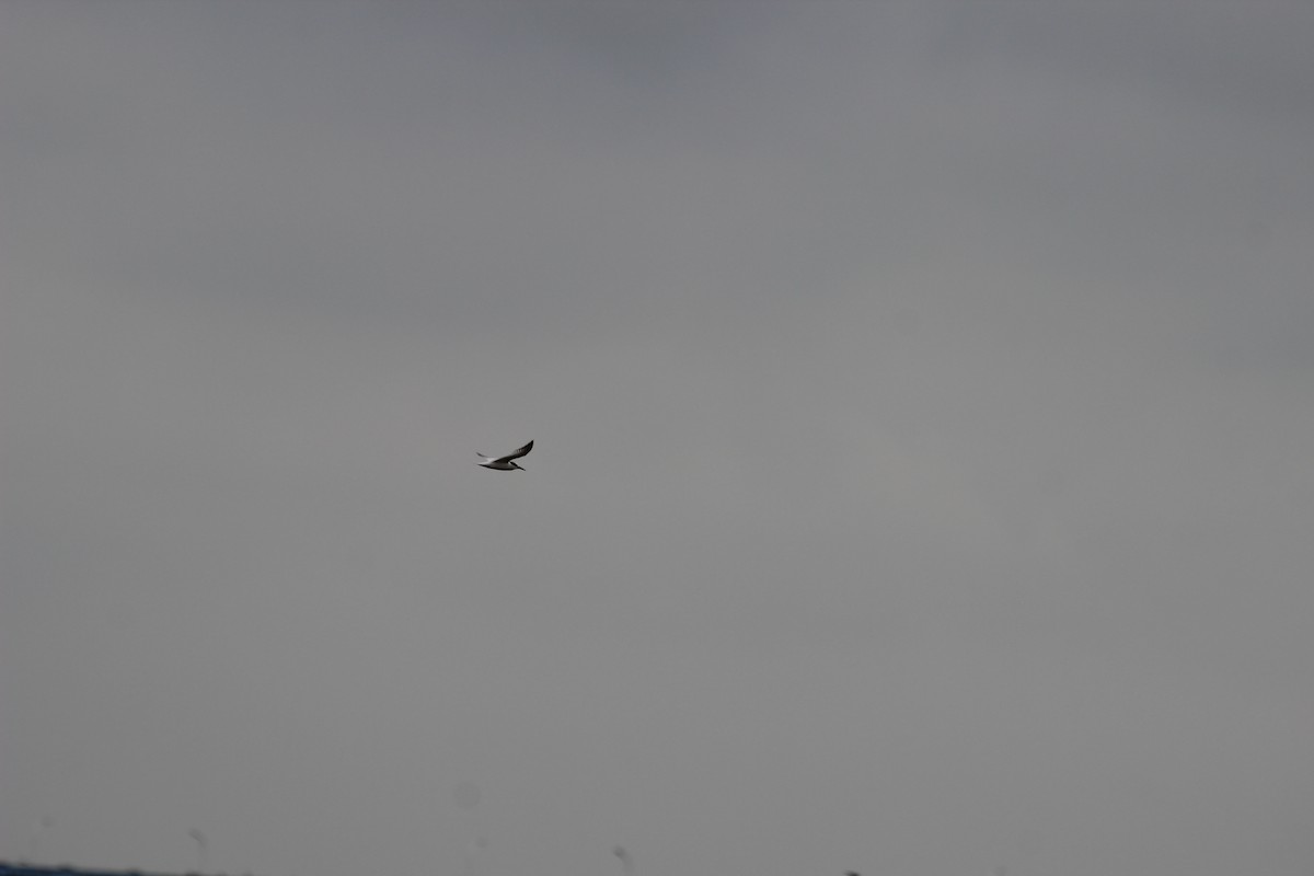 Whiskered Tern - ML627886903