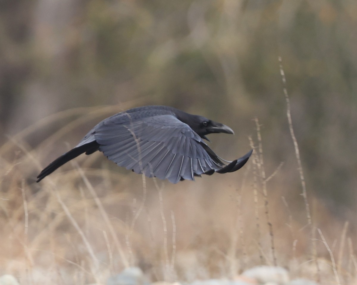 American Crow - ML627886912