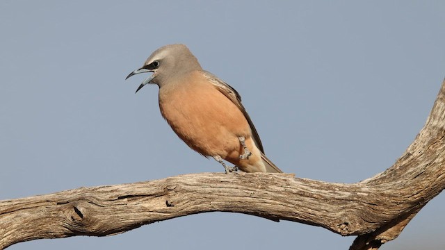 White-browed Woodswallow - ML627886922