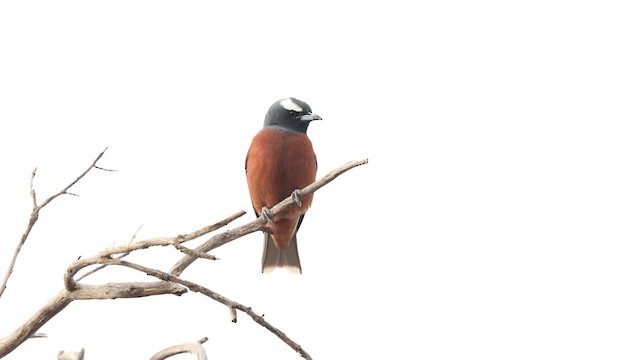 White-browed Woodswallow - ML627886923