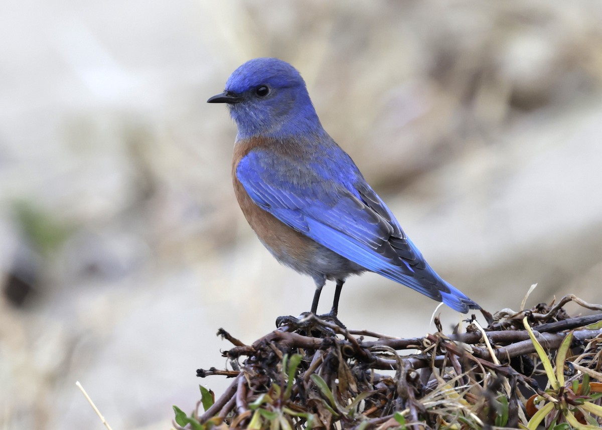 Western Bluebird - ML627886995