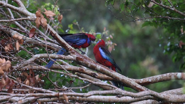 Crimson Rosella (Crimson) - ML627887023