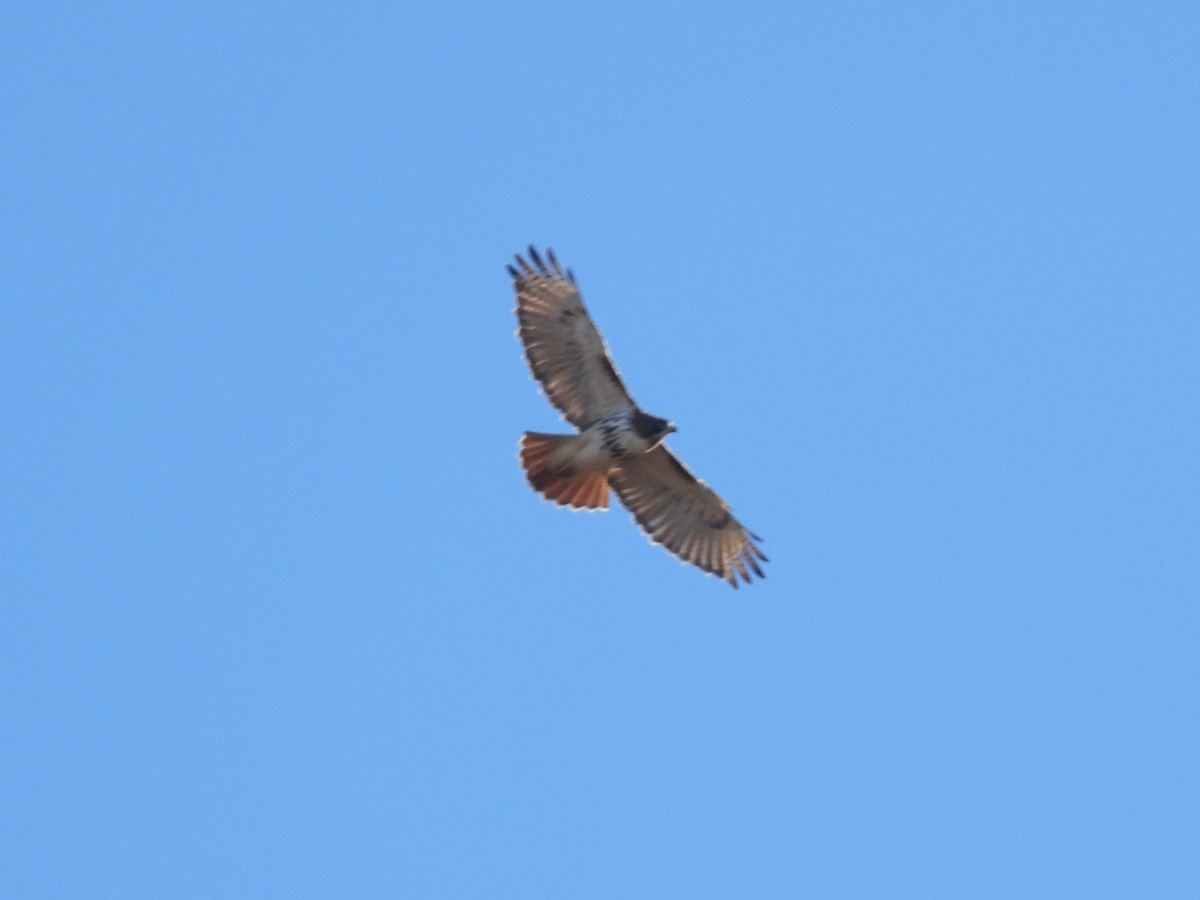 Red-tailed Hawk - ML627887063