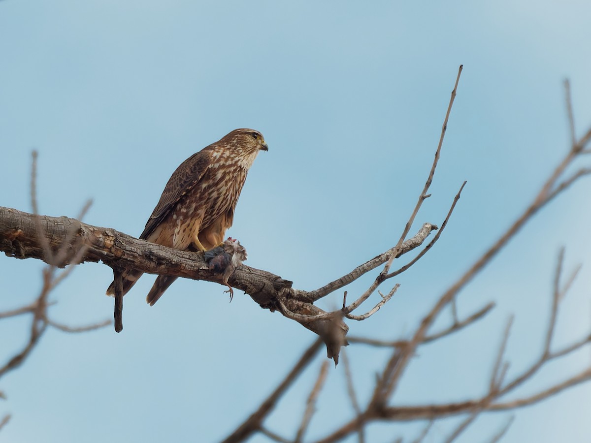 Merlin - ML627887142