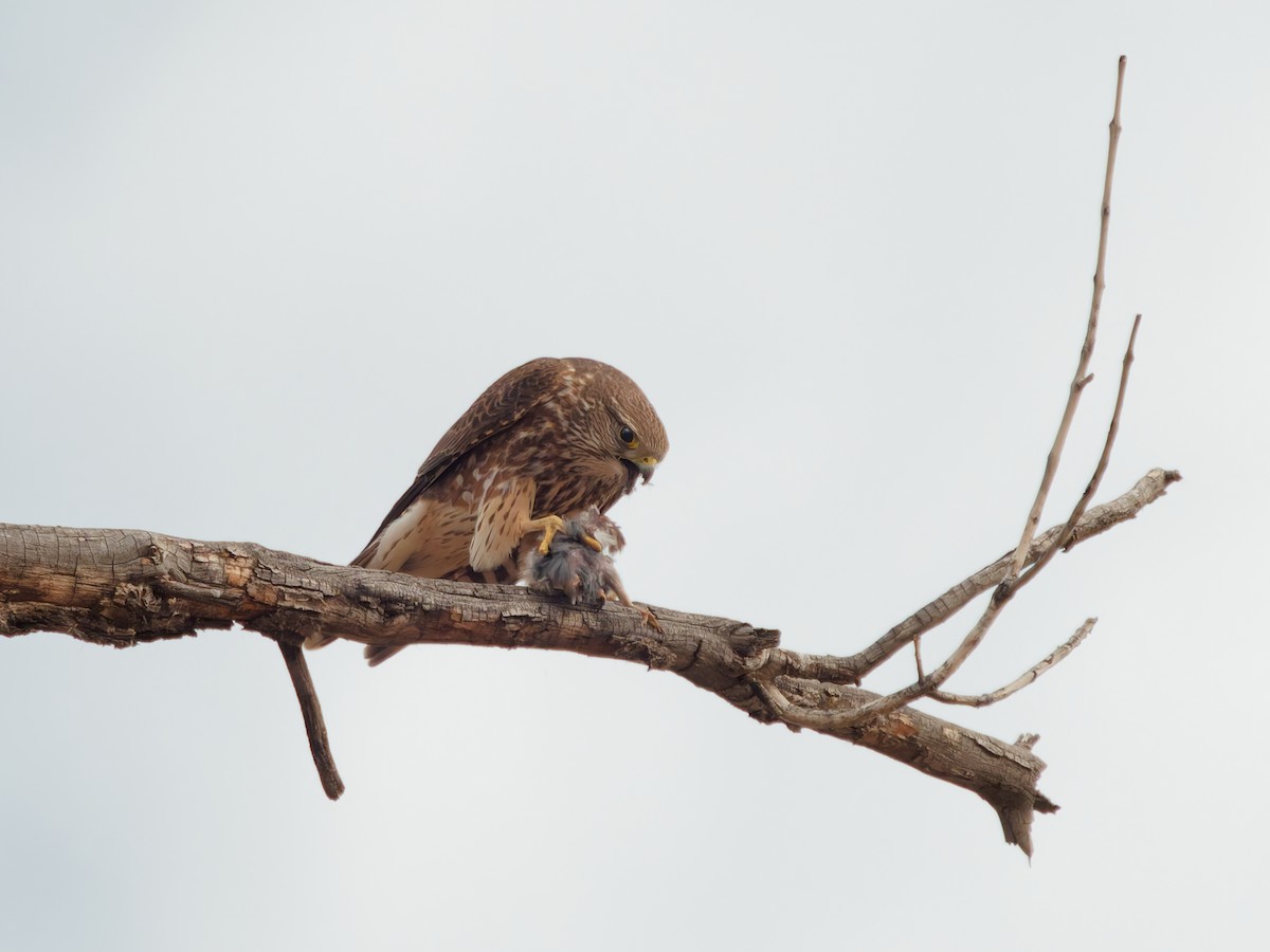 Merlin - ML627887143