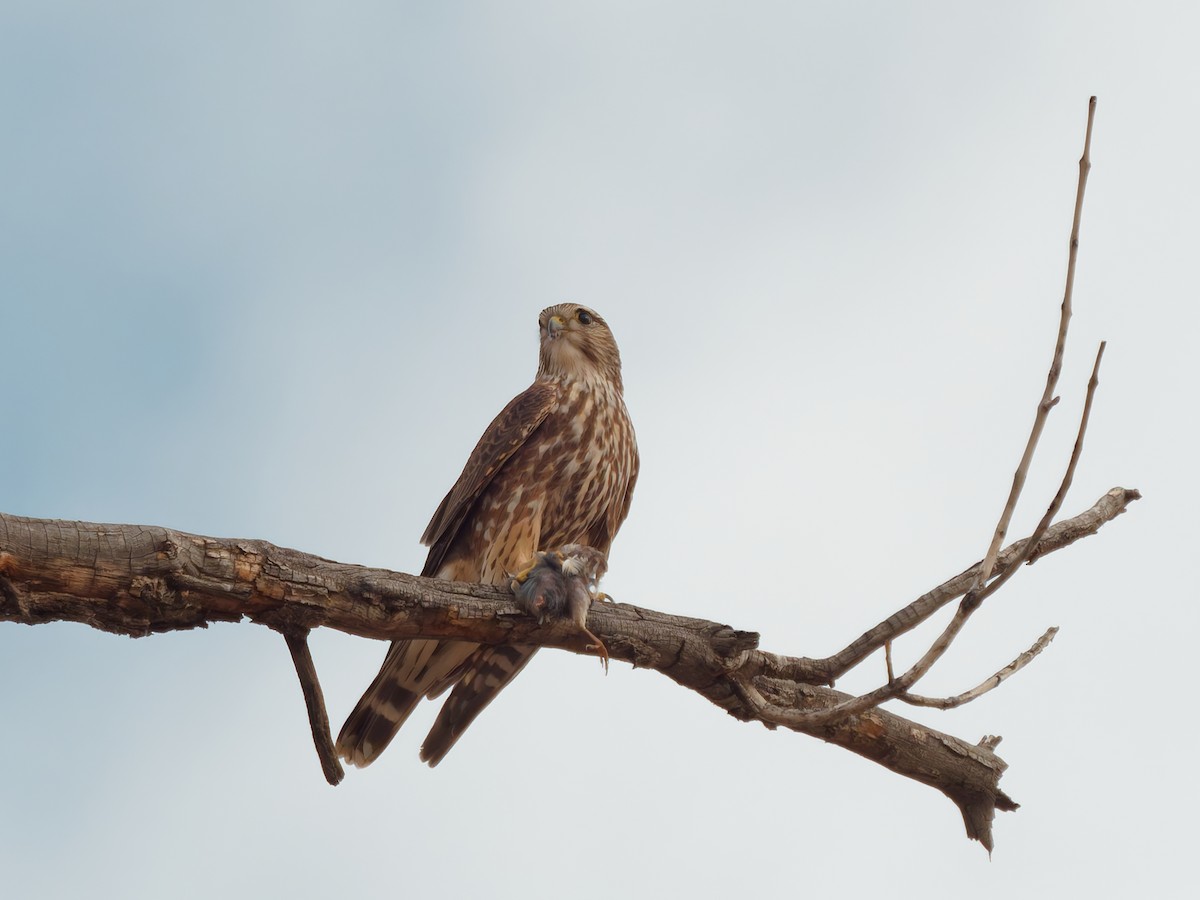 Merlin - ML627887144