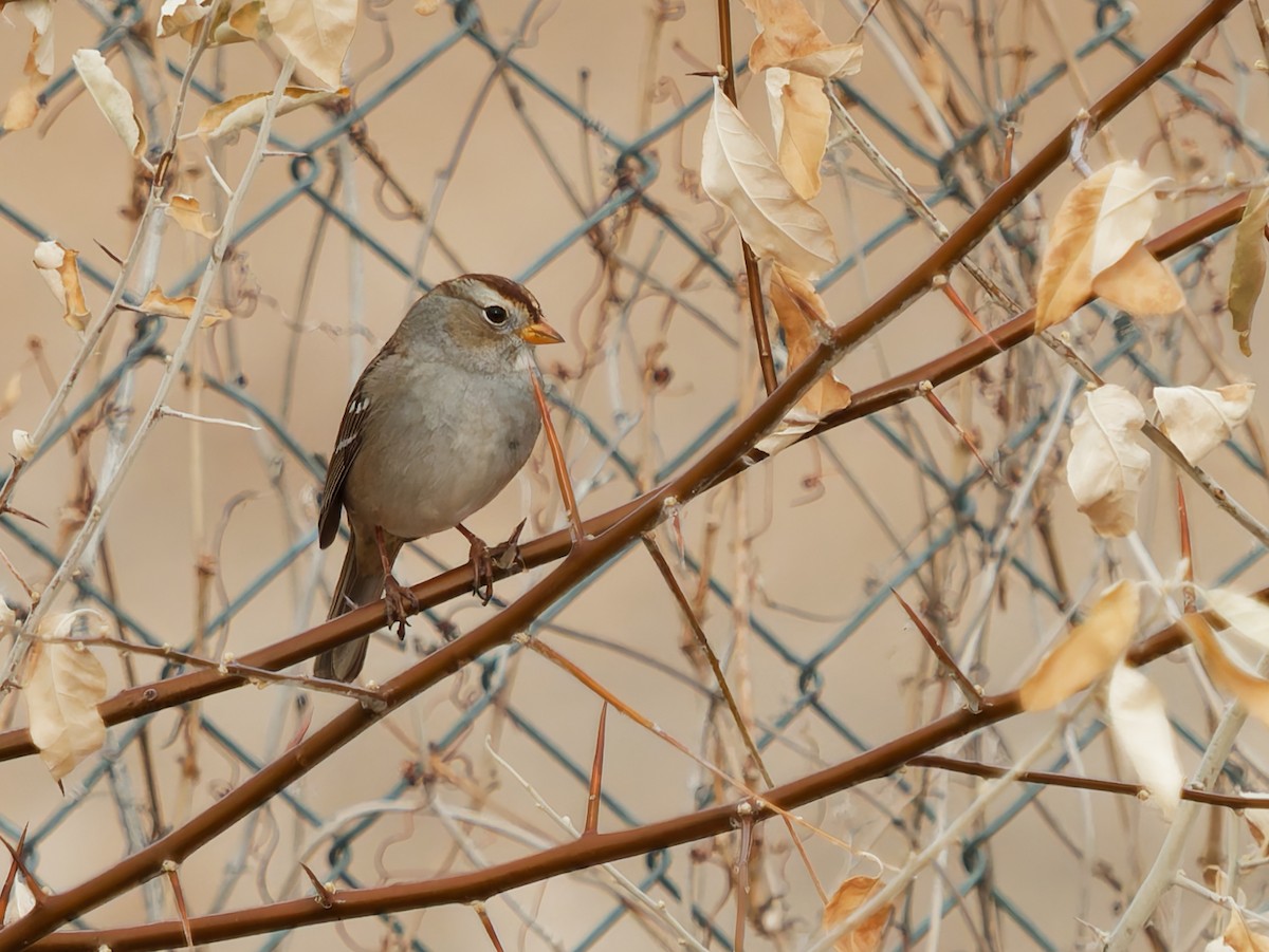 White-crowned Sparrow - ML627887159