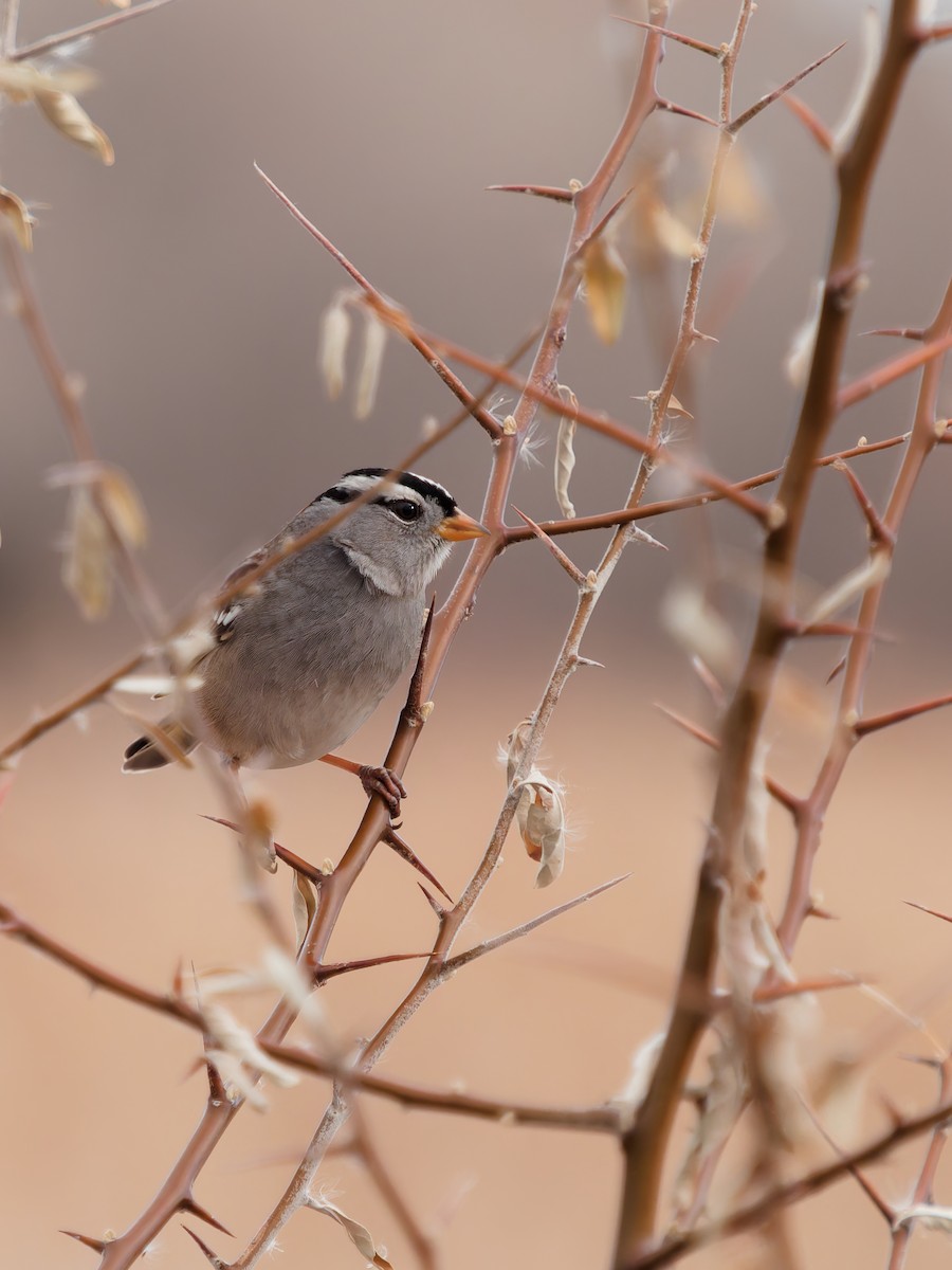 White-crowned Sparrow - ML627887160