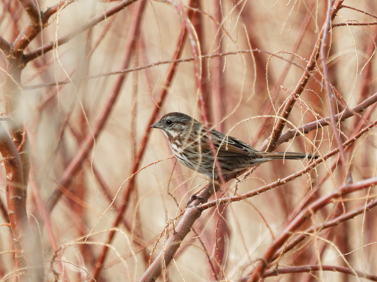 Song Sparrow - ML627887175