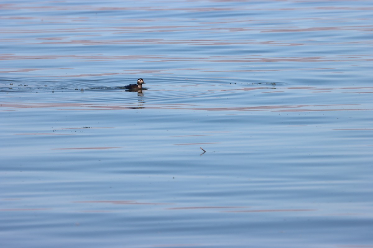 Long-tailed Duck - ML627887219