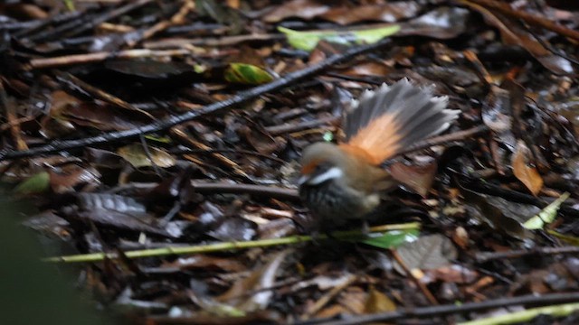 Australian Rufous Fantail - ML627887240