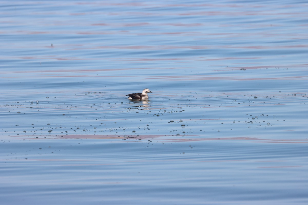 Long-tailed Duck - ML627887247