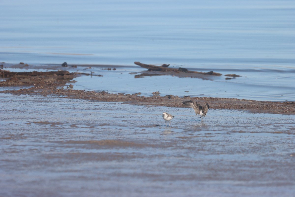 Snowy Plover - ML627887276