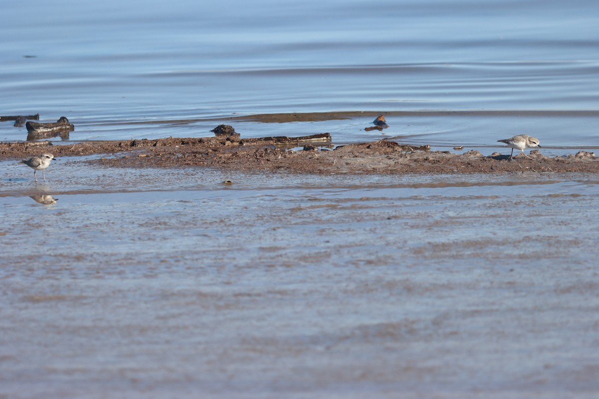 Snowy Plover - ML627887287