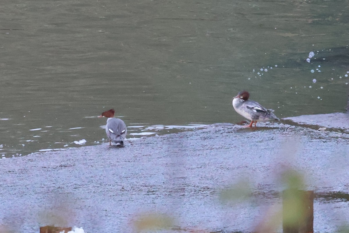 Common Merganser - ML627887343