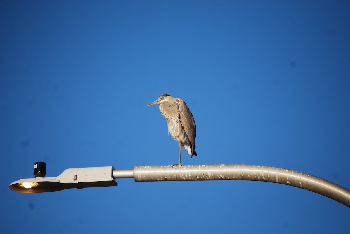 Great Blue Heron - ML627887354