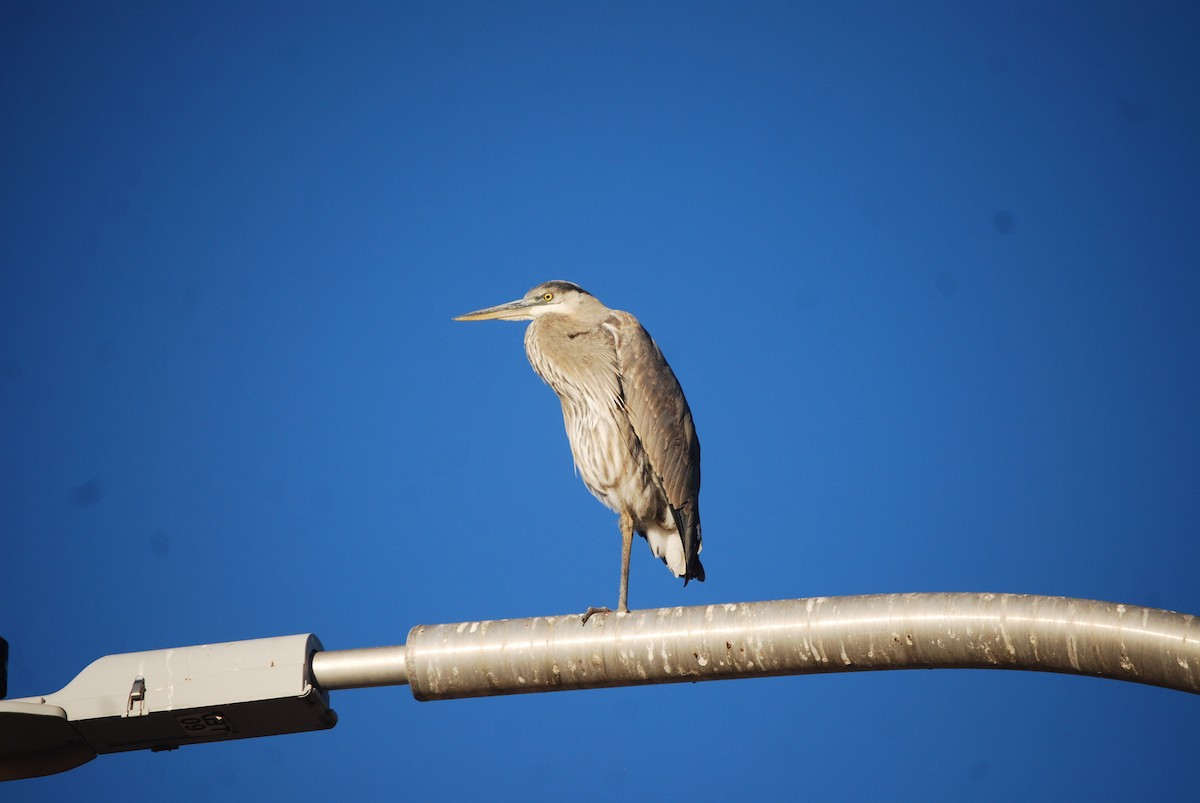 Great Blue Heron - ML627887355