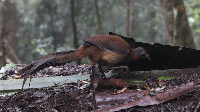 Albert's Lyrebird - eBird