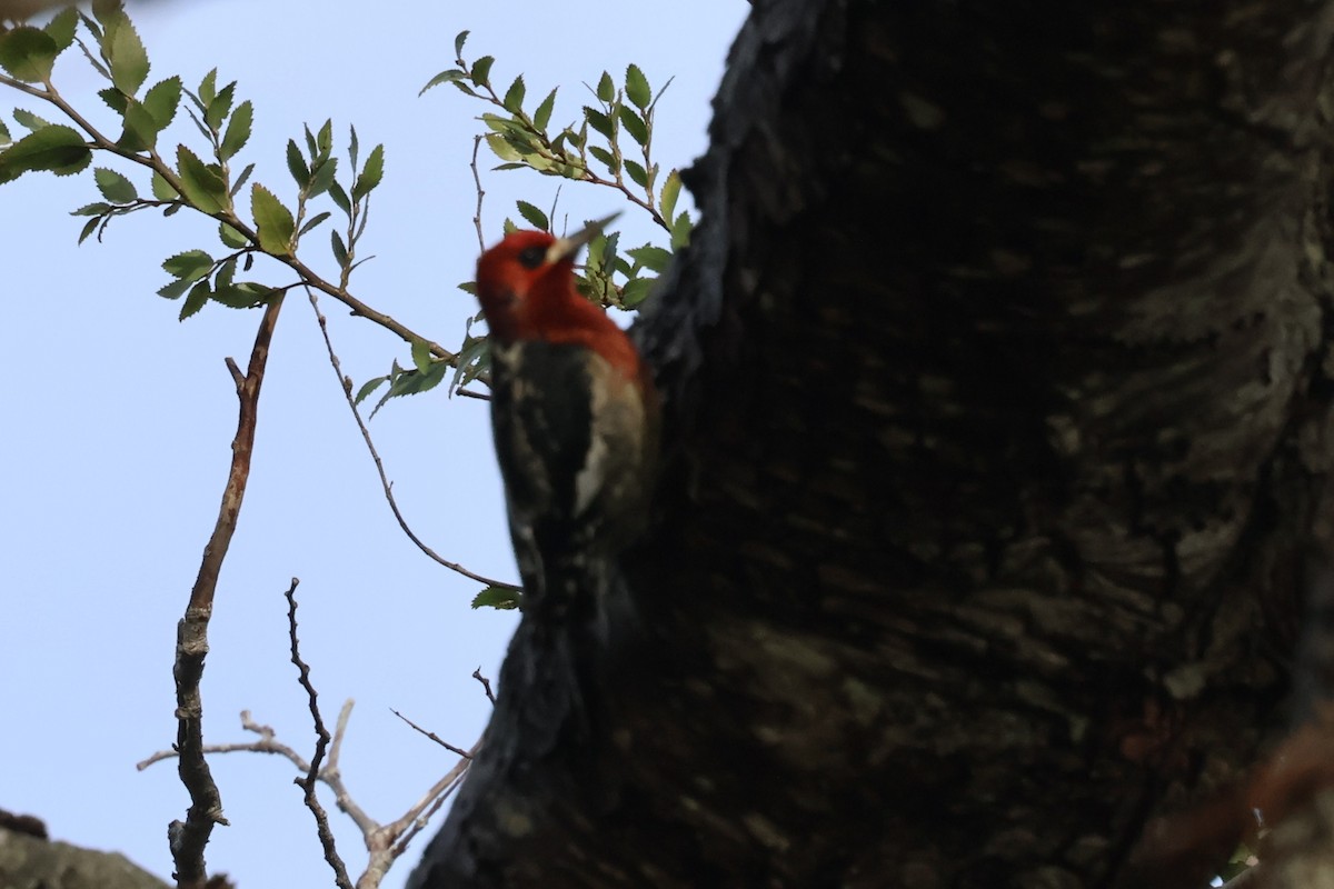 Red-breasted Sapsucker - ML627887364