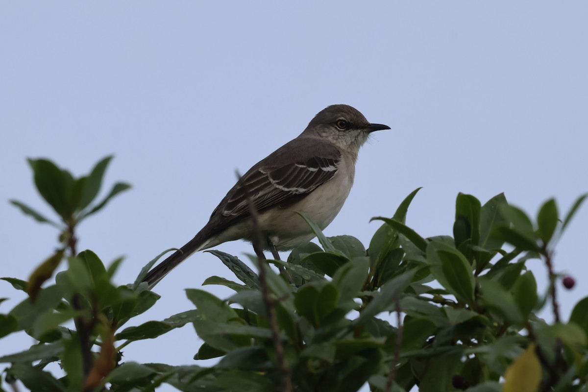 Northern Mockingbird - ML627887378