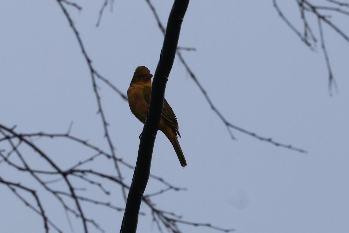 Summer Tanager - ML627887465