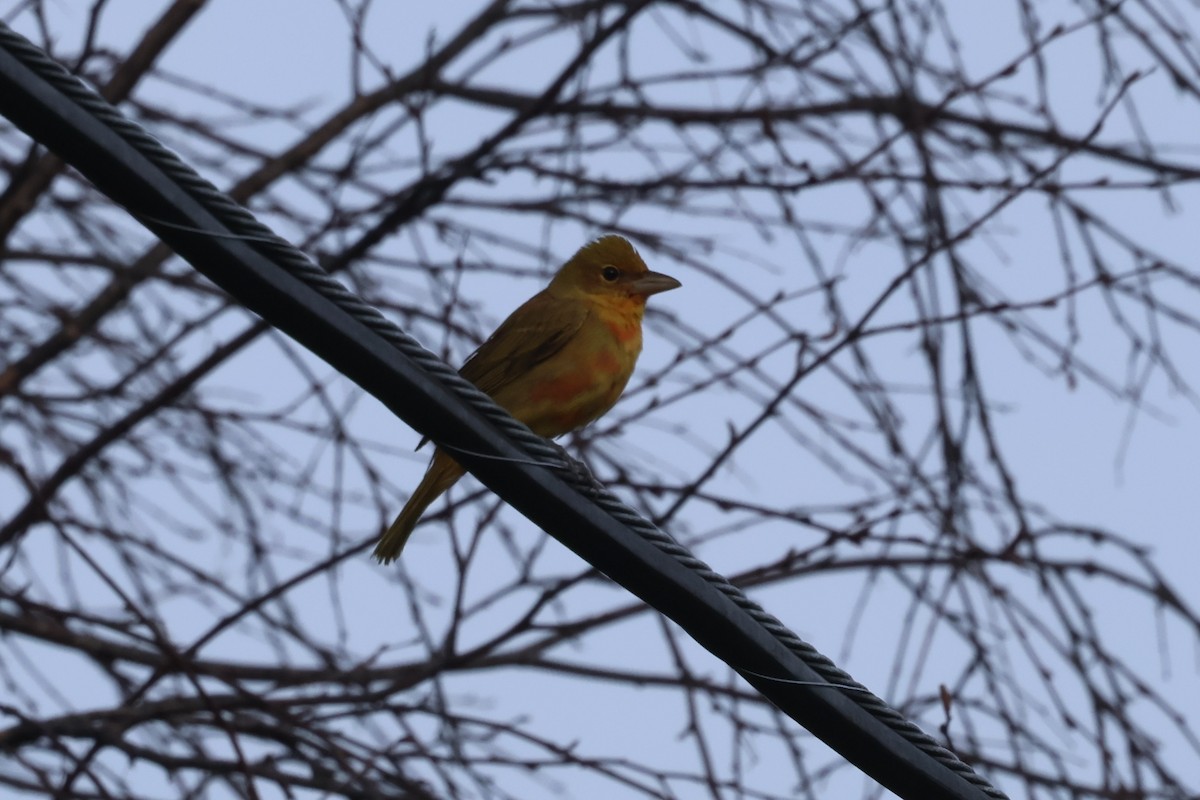 Summer Tanager - ML627887468