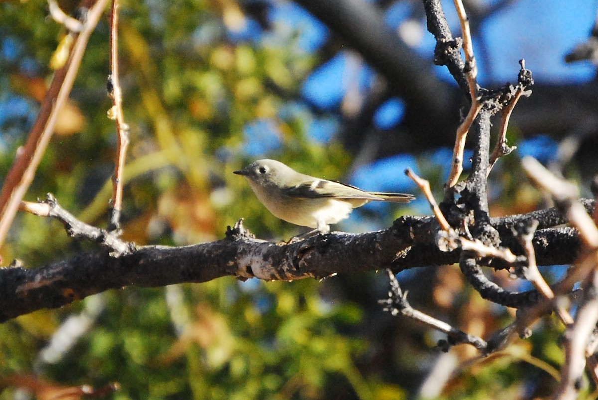 Ruby-crowned Kinglet - ML627887703