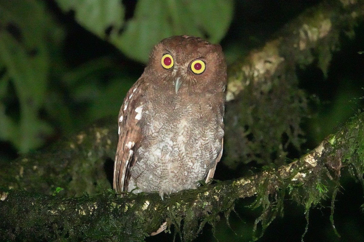 Puntarenas Screech-Owl (undescribed form) - ML627887780
