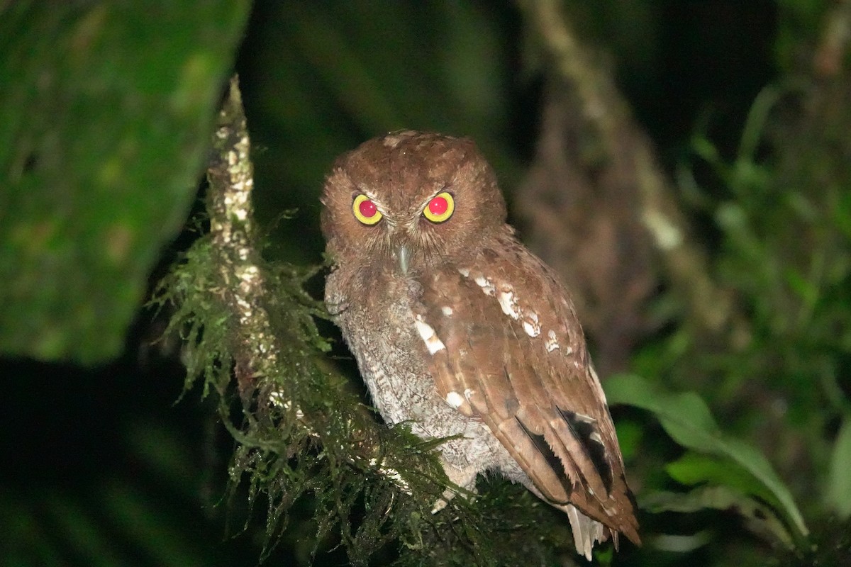 Puntarenas Screech-Owl (undescribed form) - ML627887793