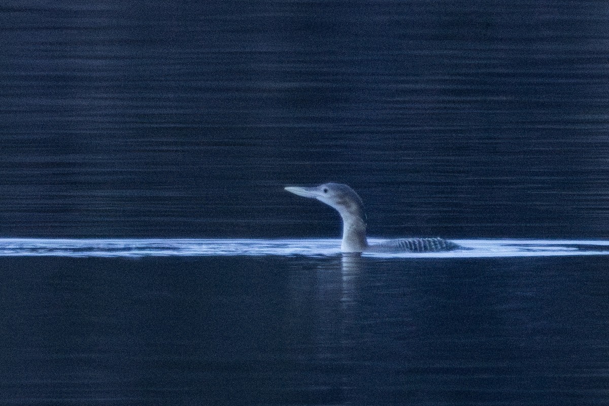 ハシジロアビ - ML627887920