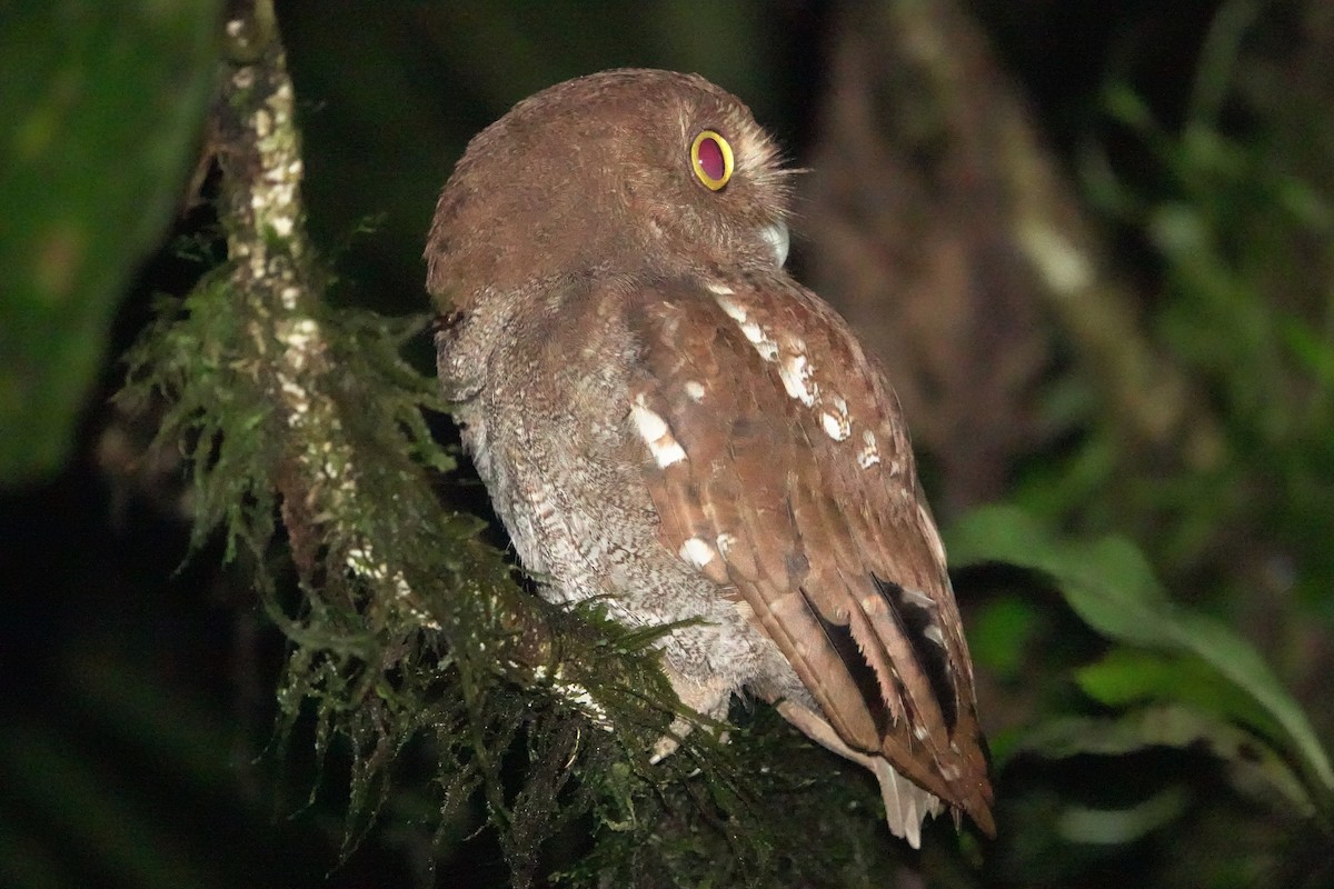 Puntarenas Screech-Owl (undescribed form) - ML627887934
