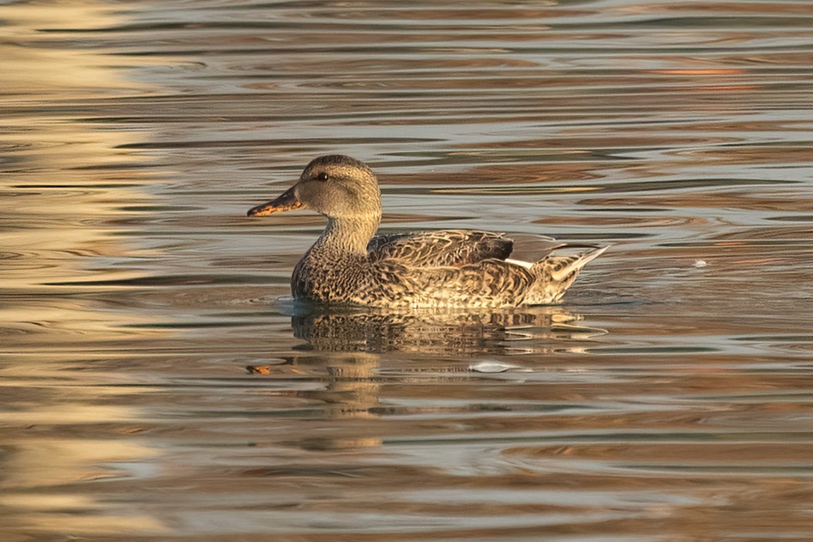 Canard chipeau - ML627888033