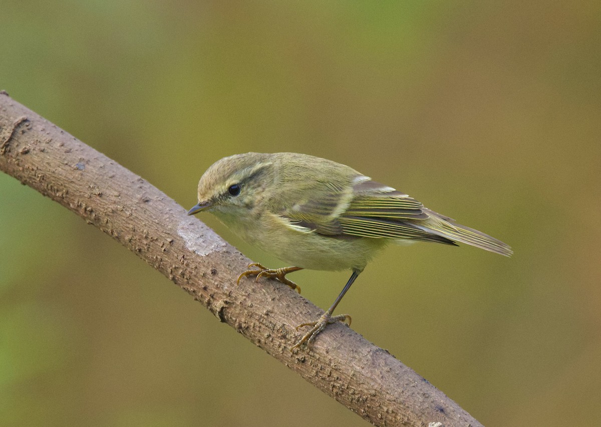 Green/Greenish Warbler - ML627888119