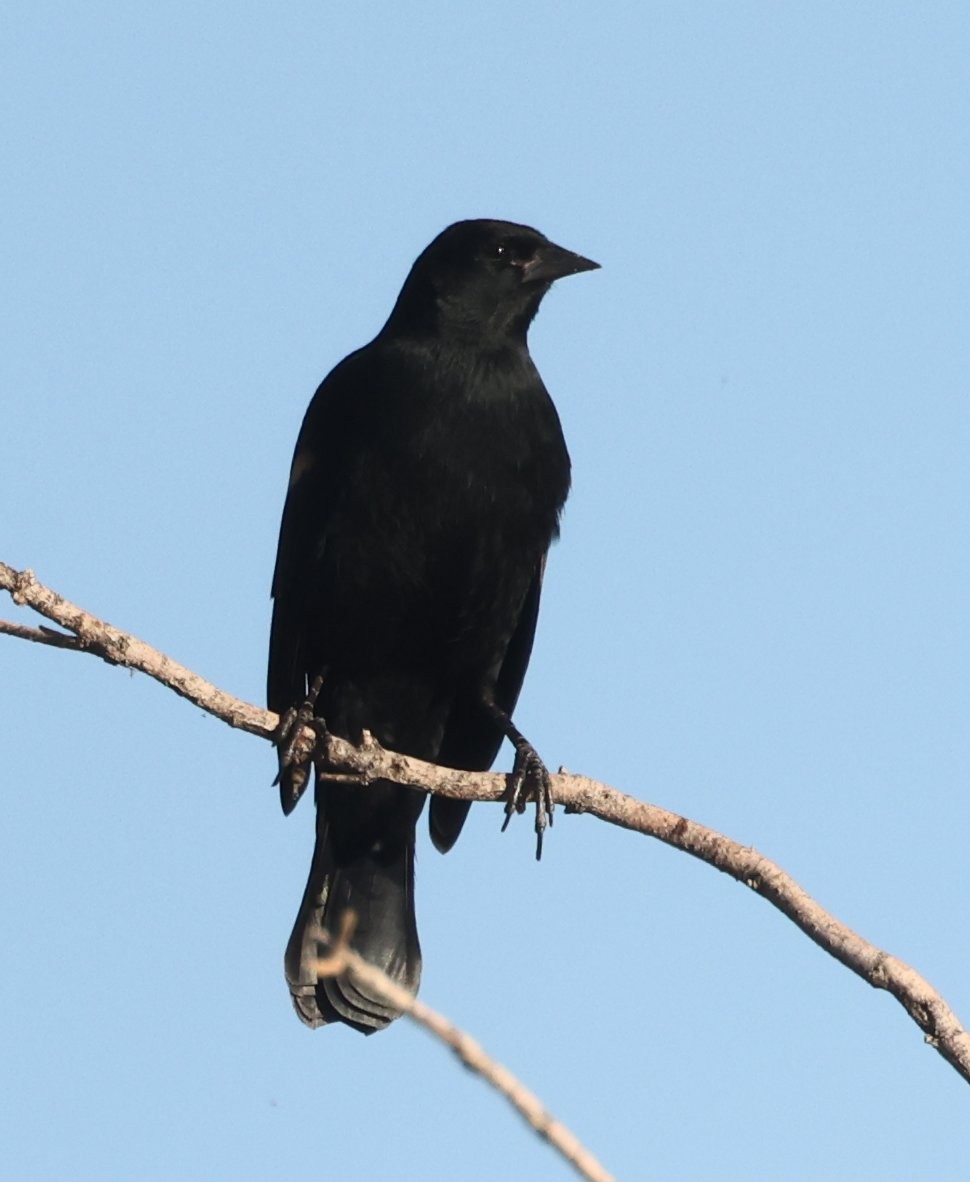 American Crow - ML627888136