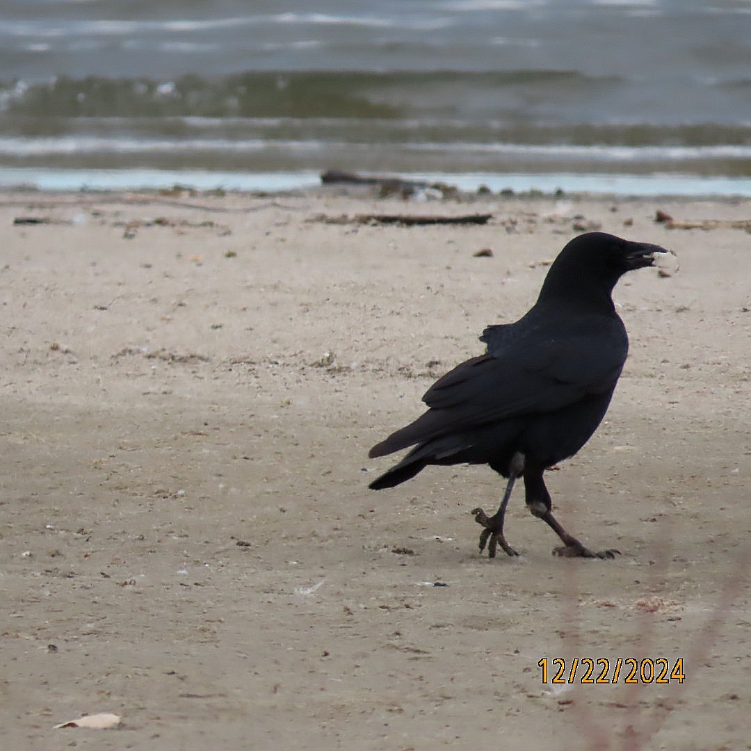 American Crow - ML627888156