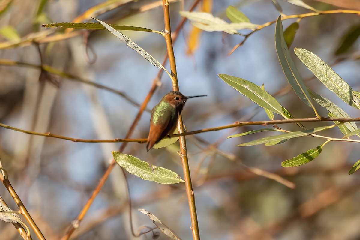 Colibri d'Allen - ML627888157