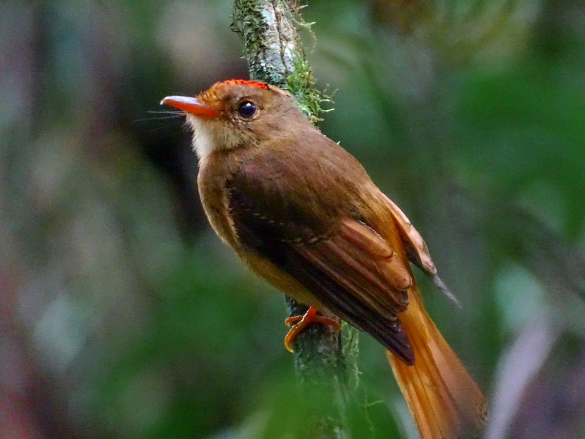 Atlantic Royal Flycatcher - ML627888376