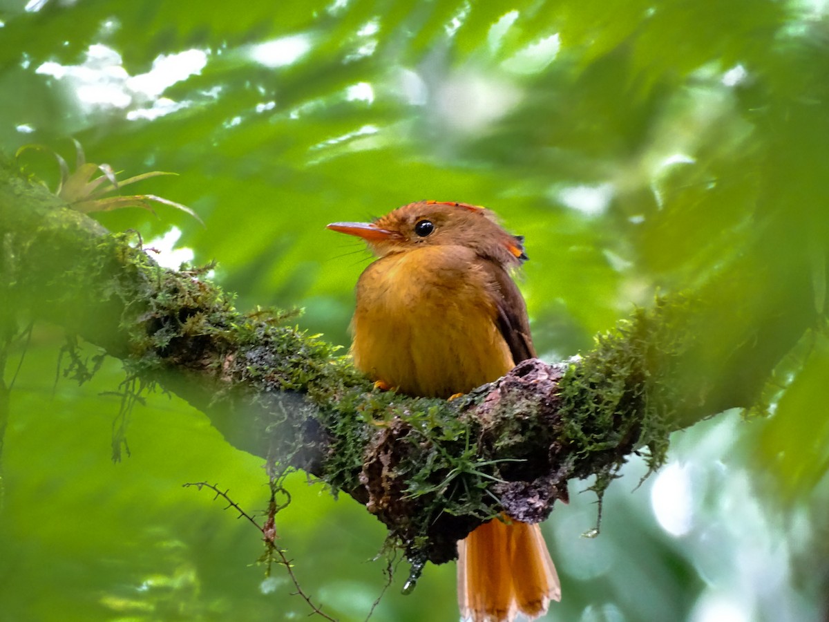 Atlantic Royal Flycatcher - ML627888377