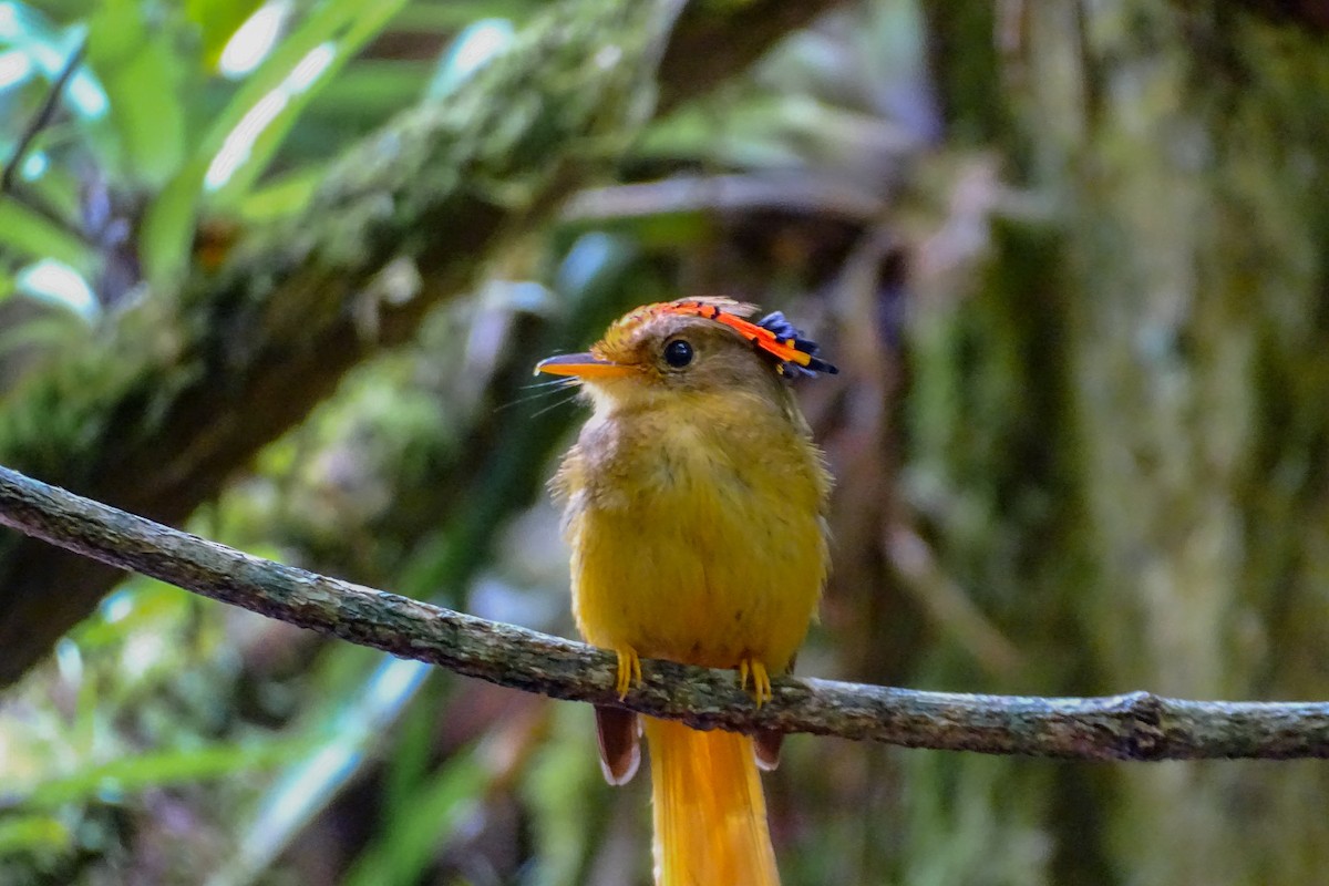 Atlantic Royal Flycatcher - ML627888378