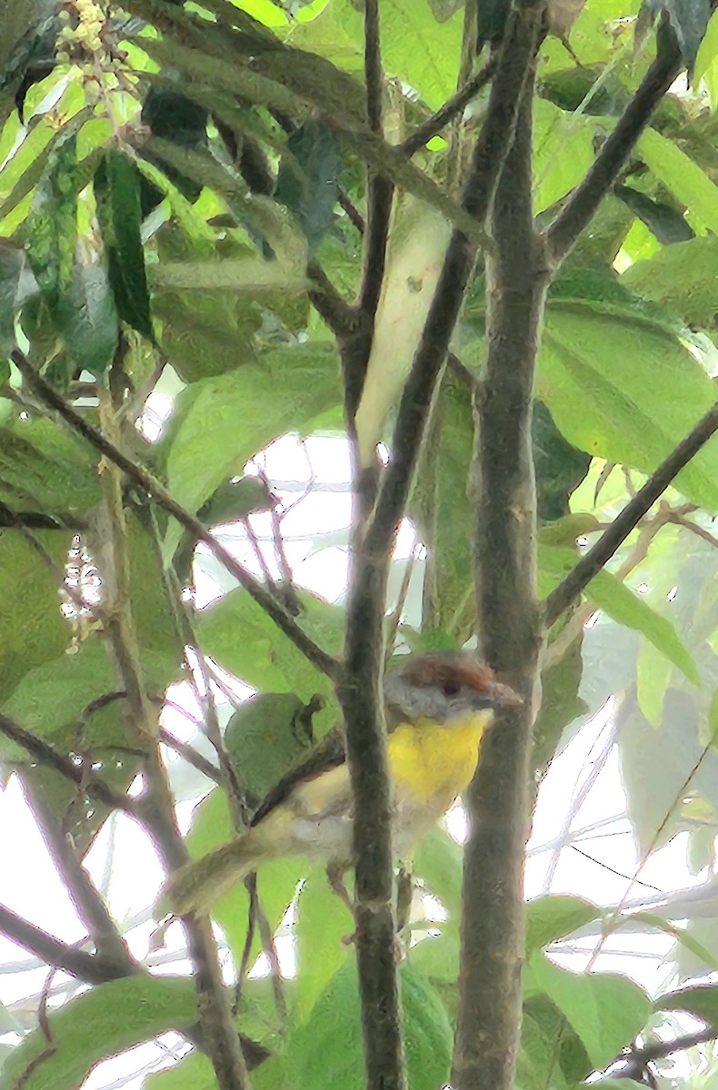 Rufous-browed Peppershrike - ML627888458