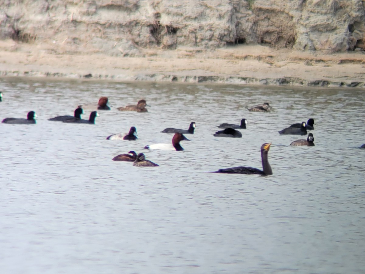 Canvasback - ML627888512