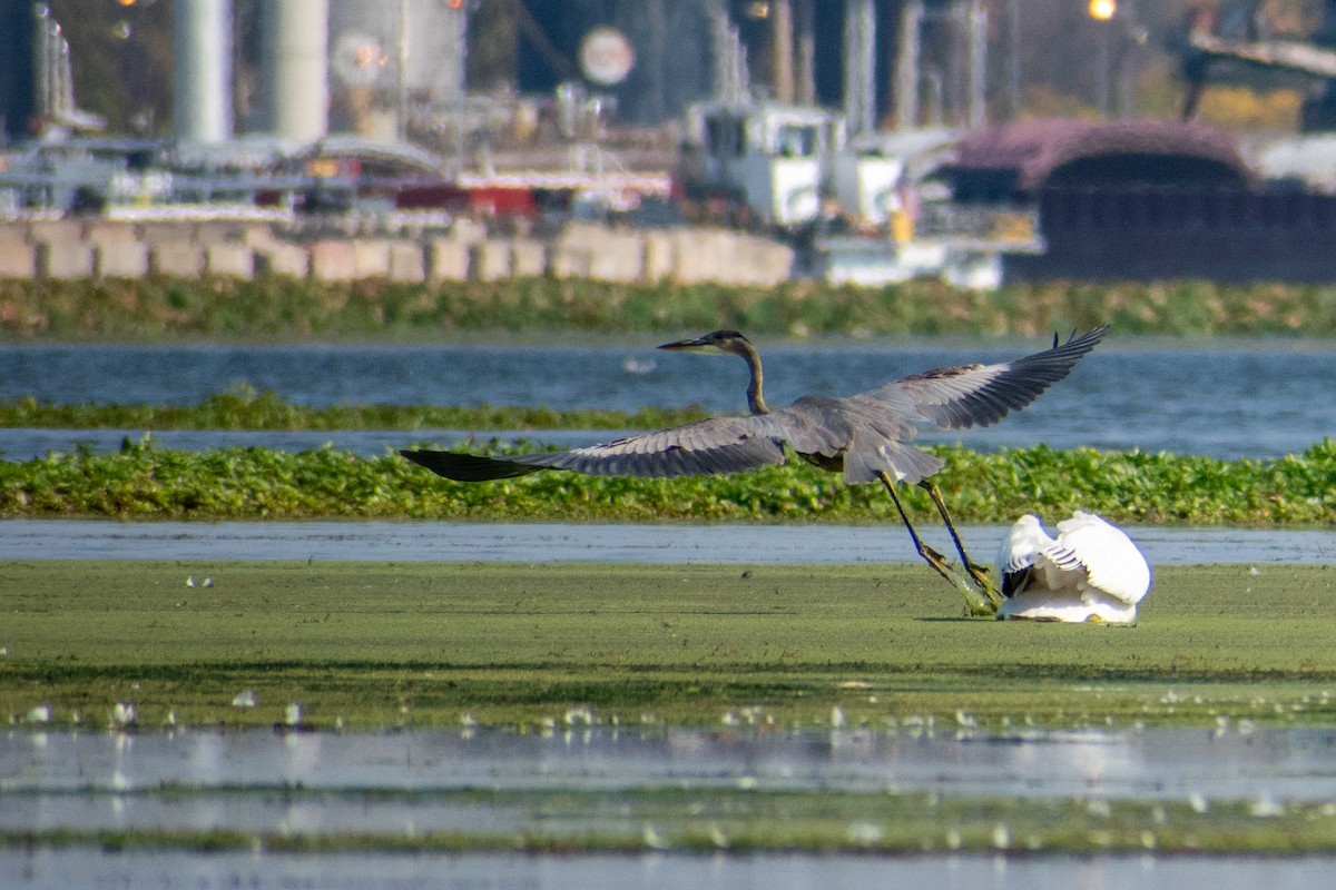 Great Blue Heron - ML627888540