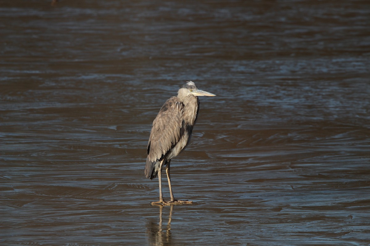 Great Blue Heron - ML627888586