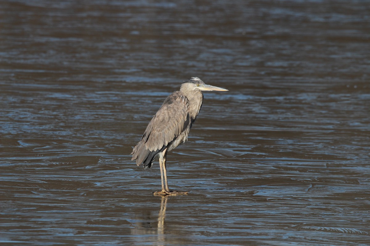 Great Blue Heron - ML627888613