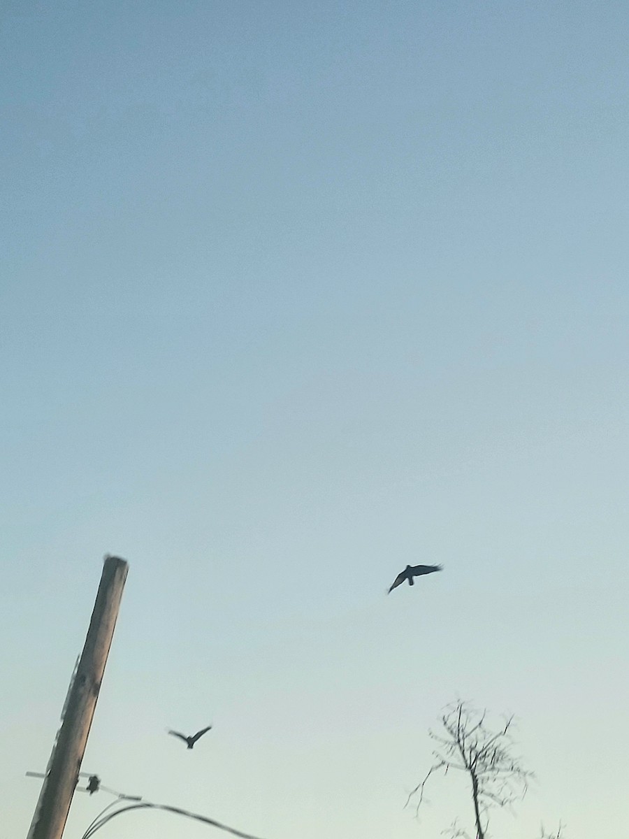 American Crow - ML627888616