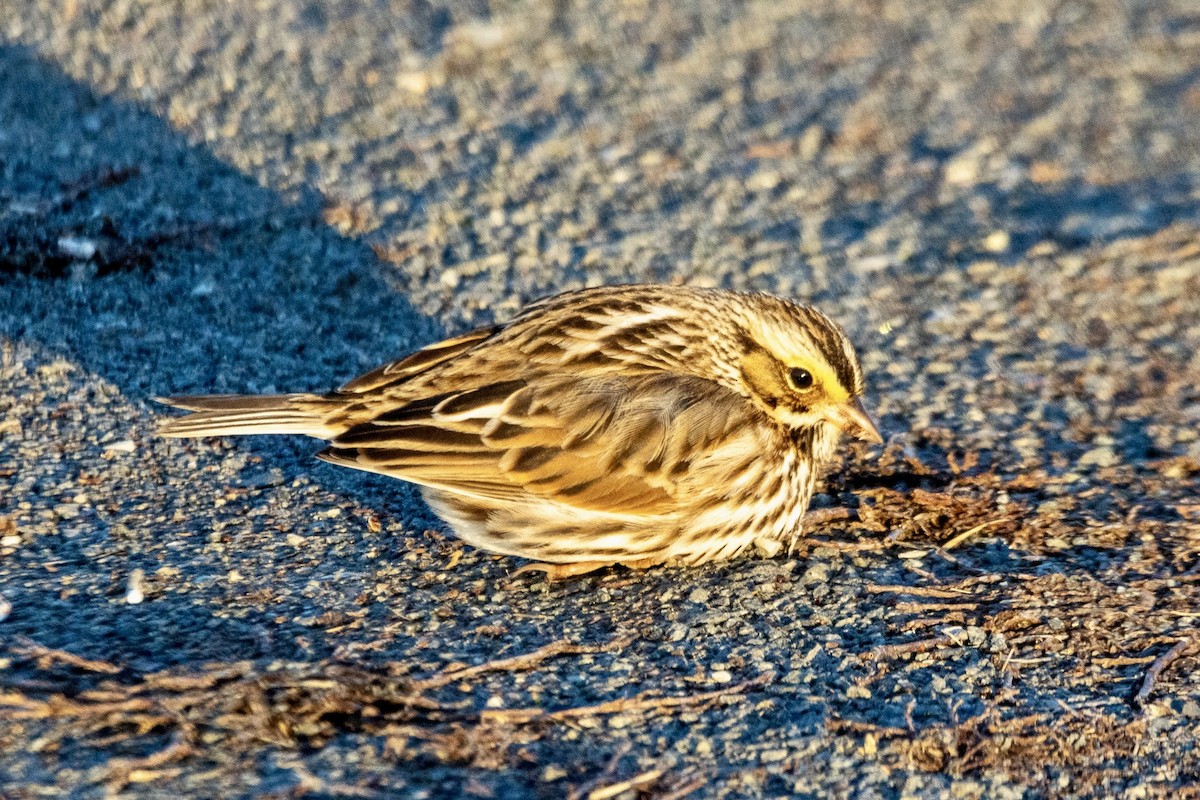 Savannah Sparrow - ML627888665